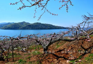 三四月份国内适合赏桃花的地方有哪些 