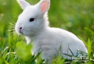 怎么样养一只健康的小兔子 