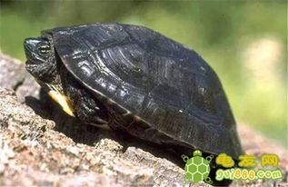 黑颈乌龟浮水症状的防治