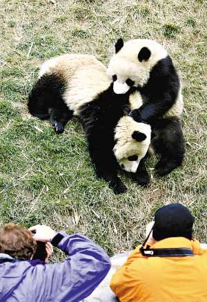 中国旅美大熊猫 圆房 