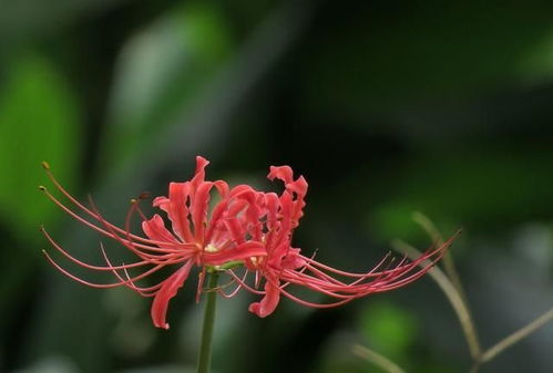 未来七天,桃花步步紧追,桃花无数,爱情面临选择的4大星座 双鱼 