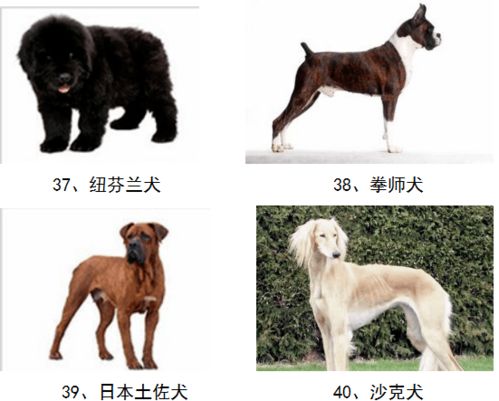 武城县人民政府关于划定养犬重点管理区的通告丨50种禁养犬和收费标准看这里