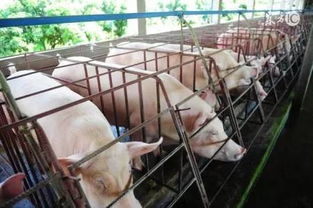 养猪人多年建设猪场经验,减少新手养猪人损失 