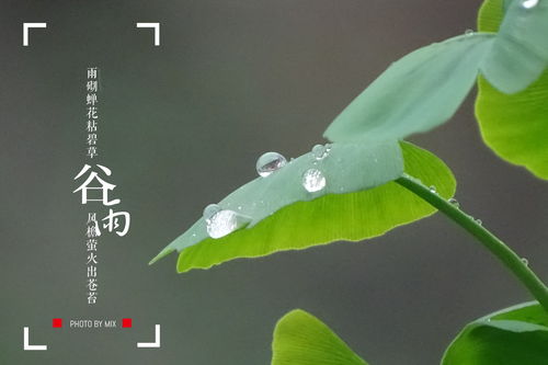 谷雨节气唯美图片