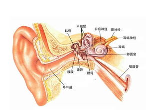 耳朵外分泌物多怎么回事