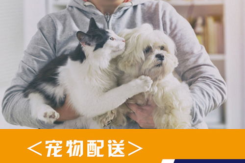 惠州航空宠物托运价格表