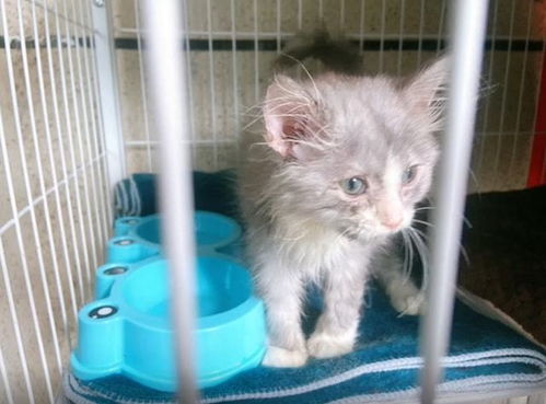 幼猫即将被安乐时,却被好心女子救了回来,8个月后收获大美猫