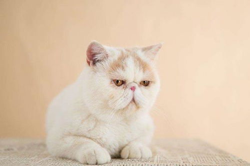 波斯猫和加菲猫的区别是什么 波斯猫和加菲猫哪个贵