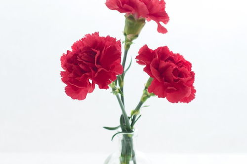 一支玫瑰和两支康乃馨可以吗？