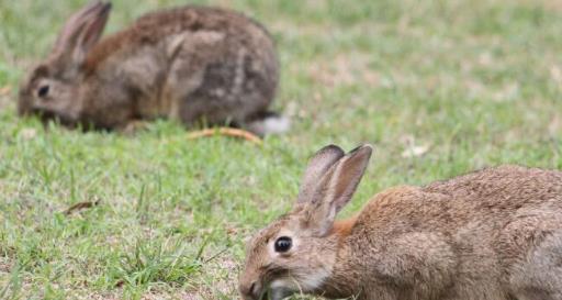 为何澳大利亚的野兔泛滥成灾,其他国家却看不到踪迹
