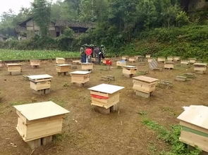 太毒了 桂林一老板损失惨重,21箱蜜蜂遭人全部毒死