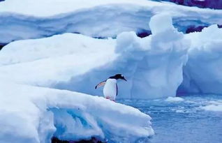 南极和北极更冷的是哪个 南极和北极哪里冷-图1