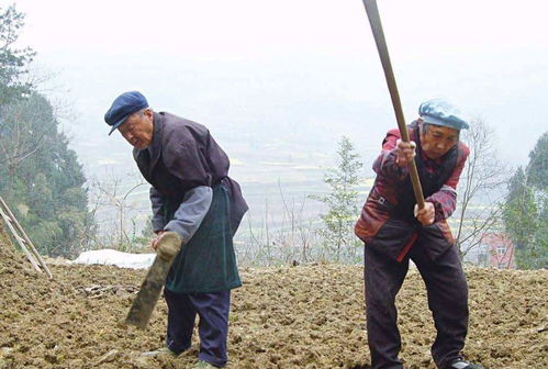 委员建议 推行建立农民退休制度, 在河南率先试点