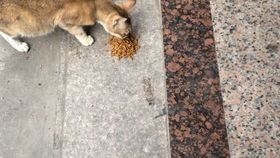 在寺庙看到的小猫