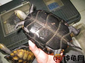 龟趣 日本石龟 堪称日本的 金钱龟 