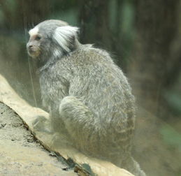 急,请问各位大神这是什么猴子 长隆动物园拍的,很小只的,但是我忘记它名字了 