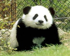 熊猫电动车 妈咪 我可以拍一张彩色照片了 oh yeah