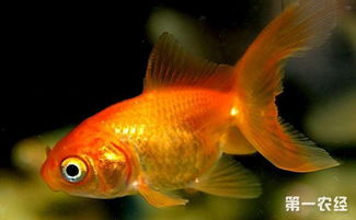 金鱼怎么繁殖 金鱼的繁殖方法和育苗技术