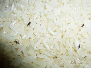 怎样防止大米生虫发霉 