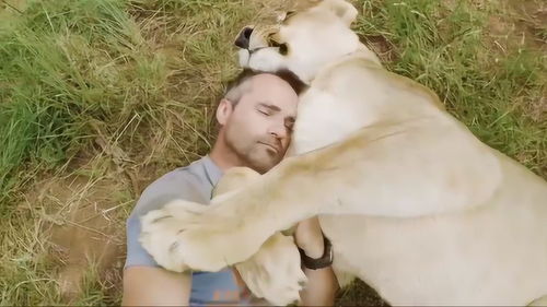 男子救了一只小狮子,分别8年后再相见,狮子的举动让人很暖心 