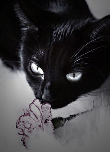 黑猫 动物种类 搜狗百科 