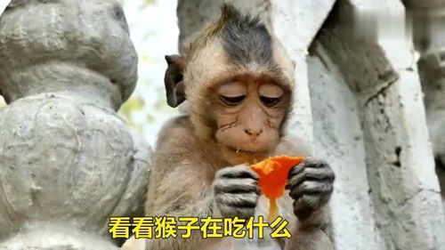 小猴子自己享用一块美味,吃得津津有味 