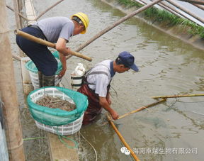 第一茬小棚养殖白对虾出现的问题及处理方法