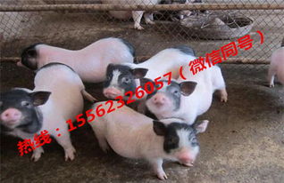 巴马香猪养殖的饲料配方,养殖香猪一年的利润多少 