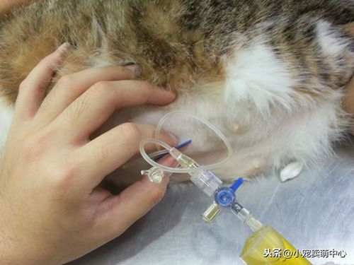 猫咪得了猫腹水不知怎么处理 其实这么做就可以了,网友 学到了 