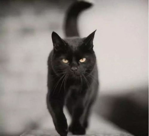 黑猫会带来厄运 不养它你根本不知道它有多好