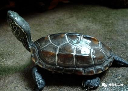 中华草龟可以干养 陆地上饲养 么