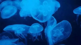 水母特效怎么弄好看 海洋馆水母拍照技巧