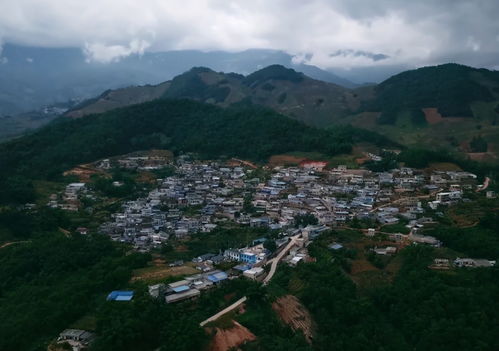 小勐峨古树茶区属于哪个茶区