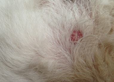 从皮疹到结痂,狗狗常见的皮肤疾病都有哪些