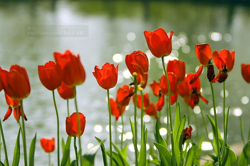 杯盏盈香花梦浓 