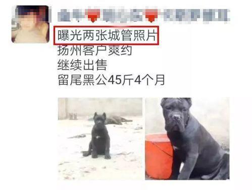 男子给狗取名 城管 协管 还在朋友圈晒出这样的话