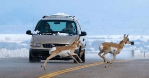 高速路上突然遇到动物,撞上去还是打方向 交警 选错就后悔吧