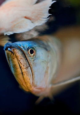 银龙鱼常见的病害有哪些,银龙鱼烂鳞怎么办