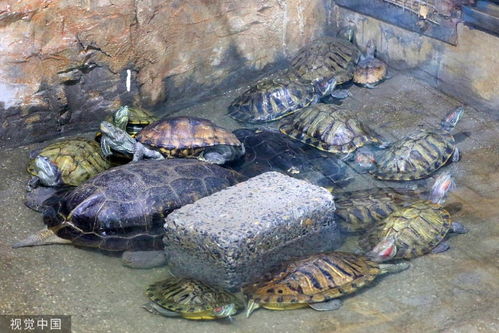 饲养巴西龟注意一个时间点,让巴西龟快速成长,然后成为了环境害虫