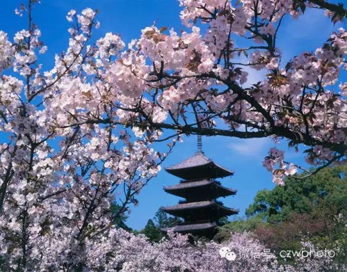 2017日本樱花季要来了,你准备好了吗 