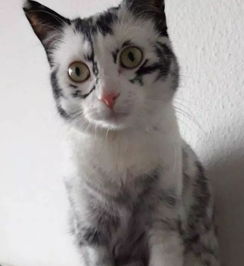 长着长着没墨了,因为一种罕见疾病变得超特别的小猫 艾利