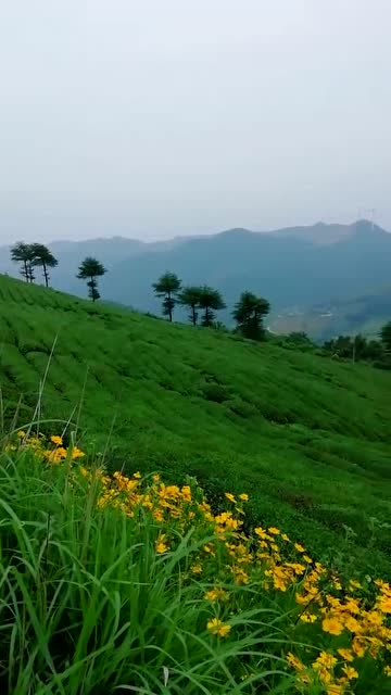 山上的风景,简直太美了,真心不想走了 