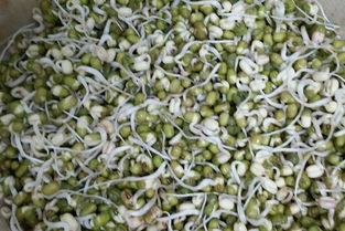 绿豆芽怎么发 怎样快速发绿豆芽