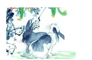 属兔的和什么属相最配 属兔人的婚姻与命运 属兔的今年多大 属兔的属相婚配表 星座网 
