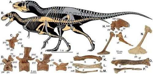 召集喜欢恐龙的孩子 恐龙时代,化身科考学家复活远古巨兽 自然博物馆