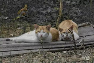 只要一个废矿泉水瓶,流浪猫狗就不必挨饿