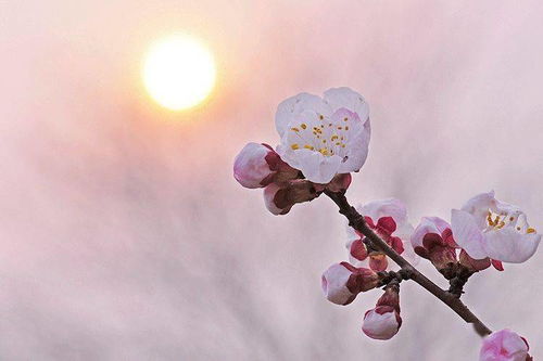 三月,三生万物,日日是好日