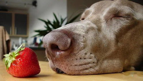 狗可以吃草莓吗,泰迪狗可以吃草莓吗
