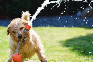 剧烈运动后,别让狗狗随心所欲地大量喝水