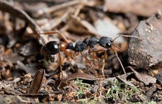 一郎档案 斗牛犬蚁 毒性最强的蚂蚁之一 斗牛犬蚁和行军蚁谁厉害